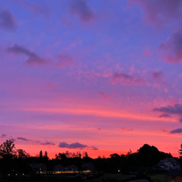 紫色和粉红色的夕阳在树木的天际线上. 